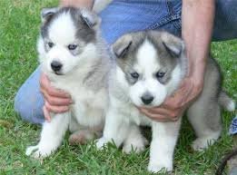 Husky puppy teefje. 12 weken. Gechipt,ontwormd,gevaccineerd,papie... - 1