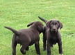 Labrador retriever choco bruin. - 1 - Thumbnail