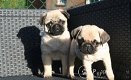 Mopshond pups met fci stamboom - 1 - Thumbnail