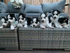 Husky pups te koop, blauwe ogen, huskie