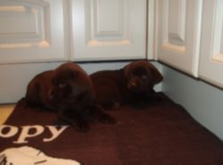 Mooie labrador pups ( chocolade) - 1