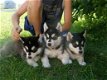 Prachtige blauwe ogen Siberische husky pups - 1 - Thumbnail