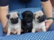 Leuke mops puppy - 1 - Thumbnail