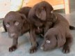 Labrador pups - 1 - Thumbnail