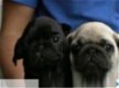 Zwarte en beige mops puppies - 1 - Thumbnail