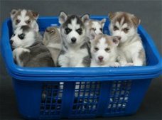 Zeven Siberische husky puppies klaar om te gaan