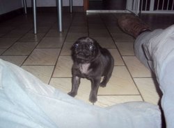 Mooie Mopshond / mops pups te koop - 1