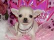 Chihuahua pups bij particulier - 1 - Thumbnail