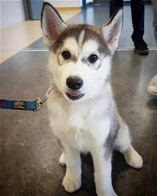 Goed opgeleide Siberische husky pup