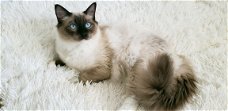 Lovely Ragdoll Man - Actief Geregistreerd -