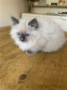 Mooie Ragdoll Kittens