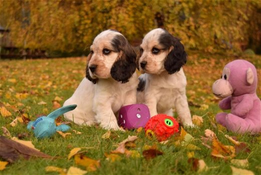 Cocker Spaniel puppies te koop - 1