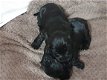 Cocker Spaniels - 1 - Thumbnail