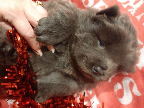 Chow Chow Teddy Face Puppies te koop Kc Regested - 1