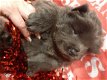 Chow Chow Teddy Face Puppies te koop Kc Regested - 1 - Thumbnail