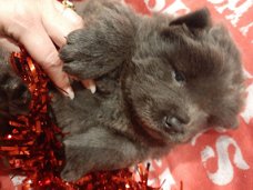 Chow Chow Teddy Face Puppies te koop Kc Regested