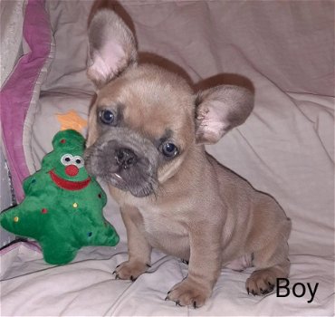 Nu klaar 2 prachtige Kc Frenchie-puppy's - 1