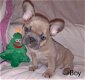 Nu klaar 2 prachtige Kc Frenchie-puppy's - 1 - Thumbnail