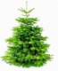 Verse Kerstboom Nordman Online bestellen Post levering - 1 - Thumbnail