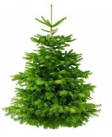 Kerstboom kopen afhalen bestellen nordmann Post Levering