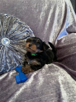 Yorkie Puppies reuen en teven - 1