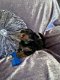 Yorkie Puppies reuen en teven - 1 - Thumbnail