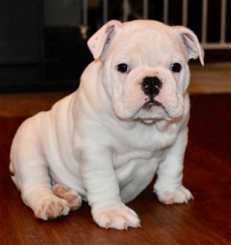 Engels Bulldog Puppy - 1