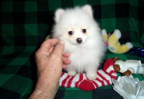 Pomeranian puppy voor goedkeuring - 1