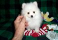 Pomeranian puppy voor goedkeuring - 1 - Thumbnail