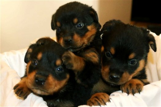 Rottweiler-puppy's - 1