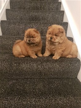 chow chow puppy's - 1