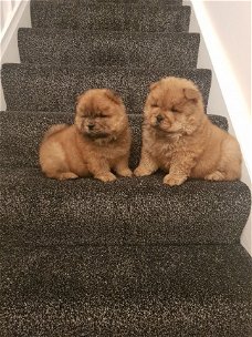 chow chow puppy's