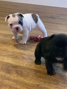 Franse Bulldog Puppies beschikbaar