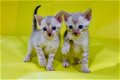 Gratis katten en kittens - 1 - Thumbnail