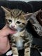 bengaal kittens - 1 - Thumbnail
