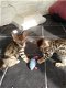 Prachtig nest bruine gevlekte Bengaalse kittens - 1 - Thumbnail