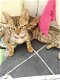Prachtig nest bruine gevlekte Bengaalse kittens - 2 - Thumbnail