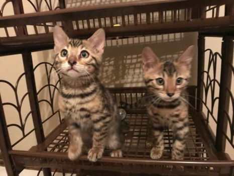 Familie beste vriend voor Kerstmis Bengalen kittens - 1