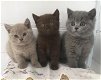 5 Britse kittens met kort haar Bsh geregistreerd - 1 - Thumbnail