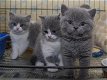 Britse shorthaire kittens - 1 - Thumbnail