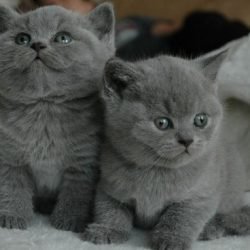 Mooie Britse kort haar Kittens - 1