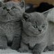 Mooie Britse kort haar Kittens - 1 - Thumbnail