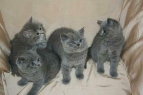 Blauwe Britse korthaar kittens - 1