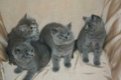 Blauwe Britse korthaar kittens - 1 - Thumbnail