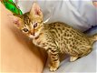 Bengaalse kittens beschikbaar';'''''''',,..;;;'//... - 1 - Thumbnail