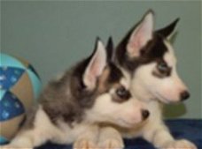 Siberische husky pups te koop!