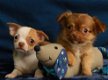 Chihuahua pupjes te koop! - 1 - Thumbnail