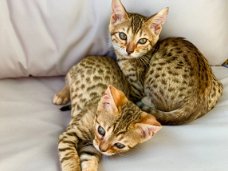 Super Bengaalse kittens beschikbaar...,,...../////...,,/////.,,,///../