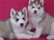 Husky puppy teefje. 12 weken. Gechipt,ontwormd,gevaccineerd,papie... - 1 - Thumbnail