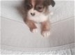 Prachtige chihuahua pups - 1 - Thumbnail